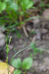 Eastern woodland sedge